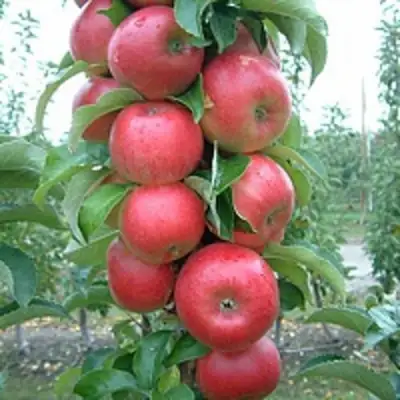 Яблоня АНТЕЙ КИЕВСКИЙ колонновидная в Полоцке