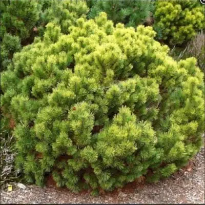 Ель ДАНС ДВАРФ обыкновення в Полоцке