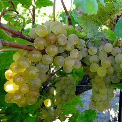 Виноград КРИСТАЛЛ в Полоцке