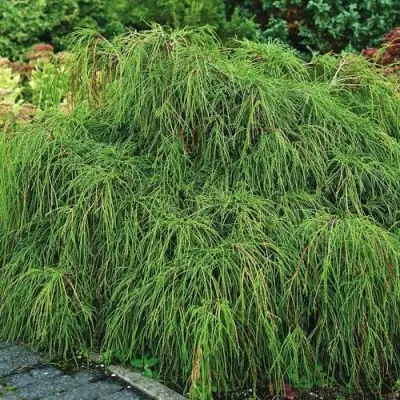 Кипарисовик ФИЛИФЕРА НАНА горохоплодный  в Полоцке