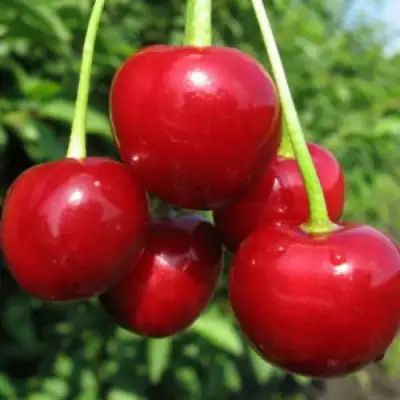 Дюк ПРЕВОСХОДНАЯ ВЕНЬЯМИНОВА в Полоцке