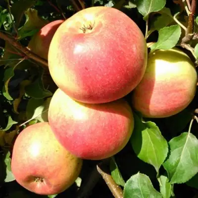 Яблоня ЭМБАССИ в Полоцке