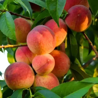 Персик ЗОЛОТОЙ ЮБИЛЕЙ в Полоцке