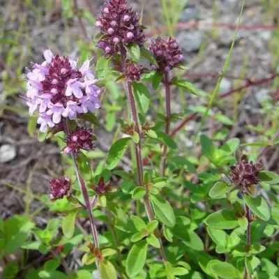 Тимьян яйцевидный в Полоцке