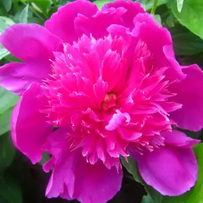 Пион РОЗОВЫЙ БУДДА травянистый в Полоцке