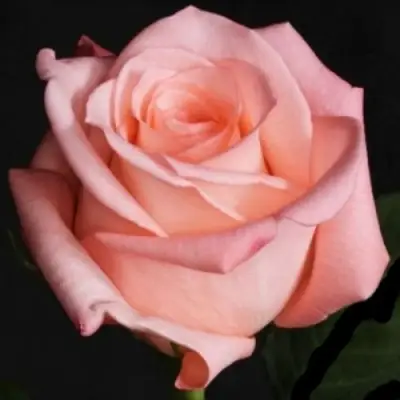 Роза АНГАЖЕМЕНТ чайно-гибридная в Полоцке