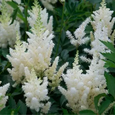 Астильба ХЭППИ ДЕЙ Арендса в Полоцке