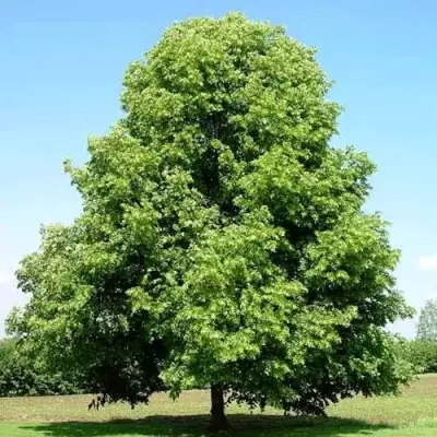 Липа мелколистная в Полоцке