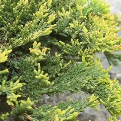 Можжевельник ГОЛДЕН КАРПЕТ горизонтальный  в Полоцке