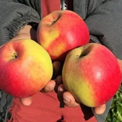 Яблоня СОКОЛОВСКОЕ стелющаяся в Полоцке