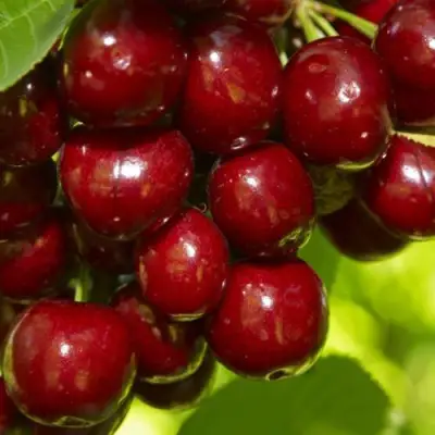 Черешня ВАЛЕРИЙ ЧКАЛОВ в Полоцке