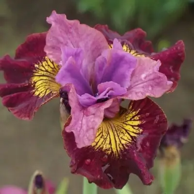 Ирис МИСС ЭППЛ сибирский в Полоцке