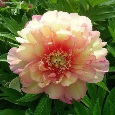 Пион ДЖУЛИЯ РОУЗ ито-гибрид в Полоцке