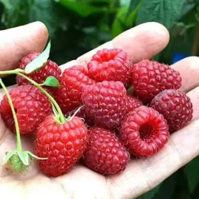 Малина ХИМБО-ТОП в Полоцке