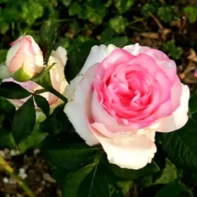 Роза ДОЛЬЧЕ ВИТА чайно-гибридная в Полоцке