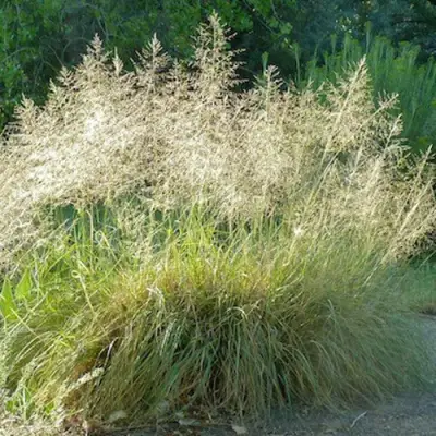 Каплесеменник воздушный в Полоцке
