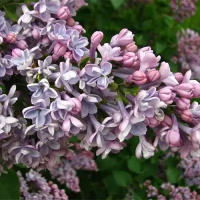 Сирень КОНДОРСЕ в Полоцке