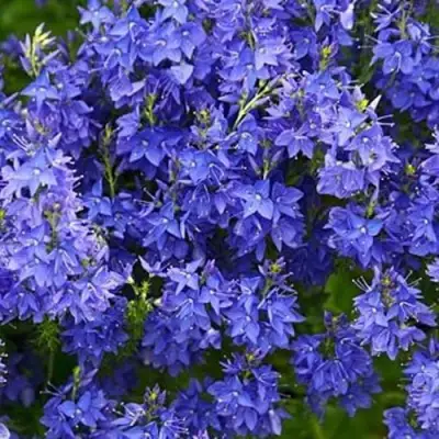 Вероника РОЯЛ БЛЮ большая в Полоцке