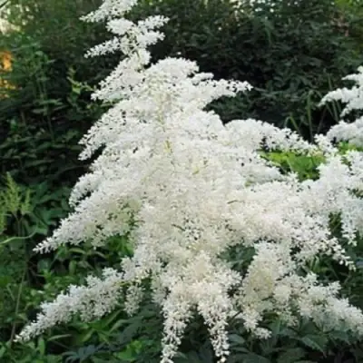 Астильба БРАУТШЛЕЙЕР Арендса в Полоцке