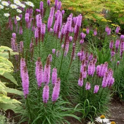 Лиатрис РОЗЕА колосковая в Полоцке