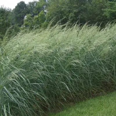 Просо ДЕВЕЙ БЛЮ в Полоцке