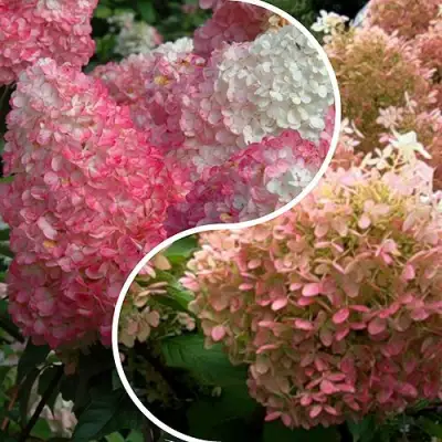 Комплект МАЛИНОВЫЙ ЗАКАТ в Полоцке