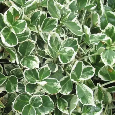 Бересклет ЭМЕРАЛЬД ГАИТИ форчуна  в Полоцке