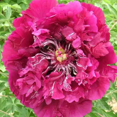 Пион ПУРПУРНЫЙ ОКЕАН древовидный в Полоцке