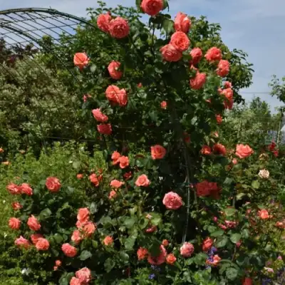 Роза ДИ ДИ БРИДЖУОТЕР плетистая в Полоцке