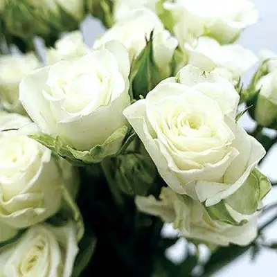 Роза СНОУФЛЕЙК спрей в Полоцке