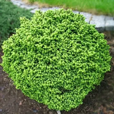 Ель ЛИТЛ ДЖЕМ обыкновенная в Полоцке