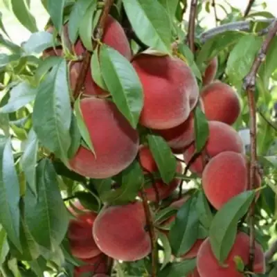 Персик ЮБИЛЕЙ СТОЛИЦЫ колонновидный в Полоцке