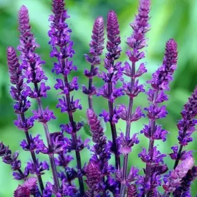 Шалфей КАРАДОНА в Полоцке