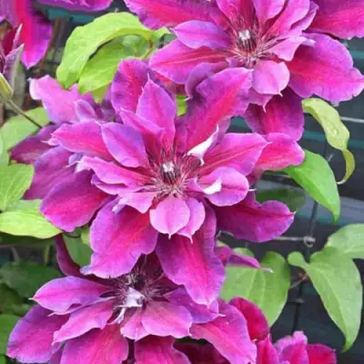 Клематис МАЙ БЬЮТИ в Полоцке