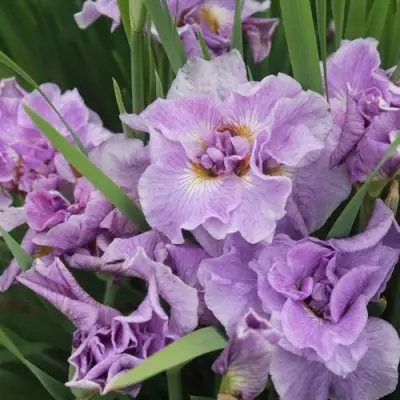 Ирис ХЭВИНГ ФАН сибирский в Полоцке