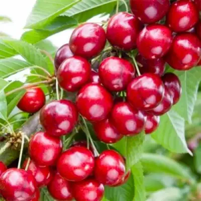 Вишня МАЛЮТКА колонновидная в Полоцке