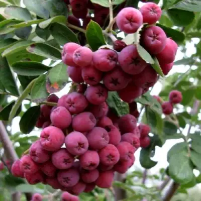 Рябина ТИТАН сладкоплодная  в Полоцке