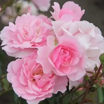 Роза БОНИКА флорибунда в Полоцке