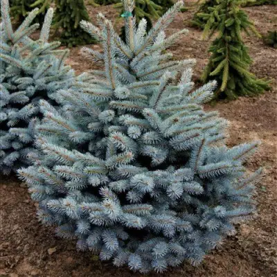 Ель МИСТИ БЛЮ голубая в Полоцке