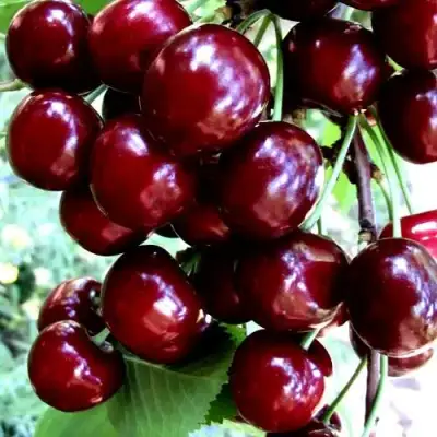 Черешня ОЛЕНЬКА в Полоцке