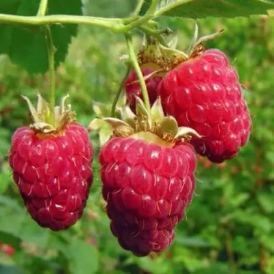 Малина ГОРДОСТЬ РОССИИ в Полоцке