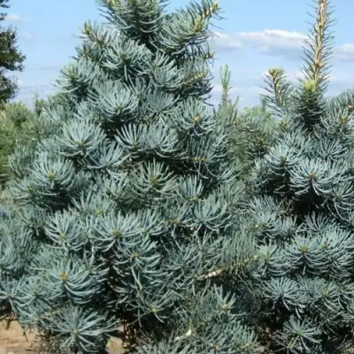 Пихта КОНКОЛОР в Полоцке