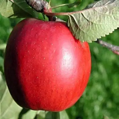 Яблоня РЕДФРИ в Полоцке