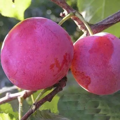 Слива ДЕЛИКАТНАЯ в Полоцке