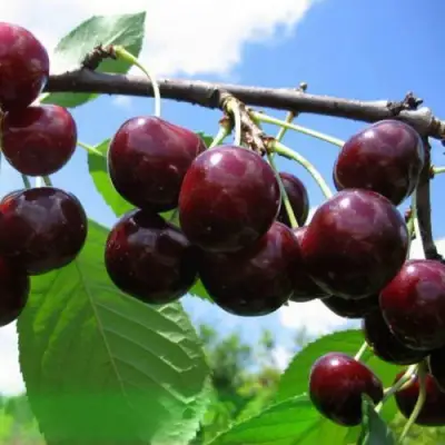 Дюк ЧУДО-ВИШНЯ в Полоцке