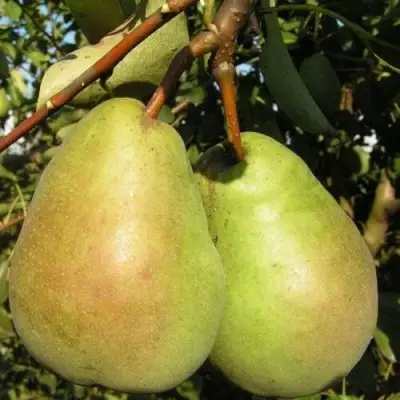Саженцы груши Бере Люка