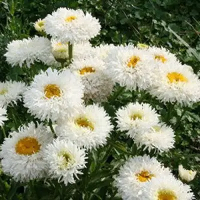 Нивяник КРЕЙЗИ ДЕЙЗИ наибольший в Полоцке