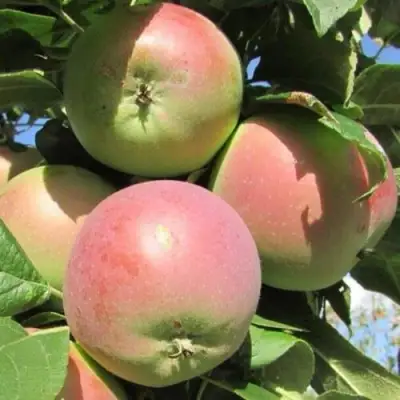 Яблоня МОСКОВСКОЕ ЗИМНЕЕ в Полоцке