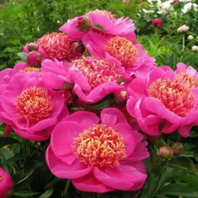 Пион ДОРИН травянистый в Полоцке