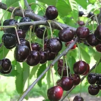 Черешня ЛЮБИМИЦА АСТАХОВА в Полоцке